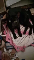 xena