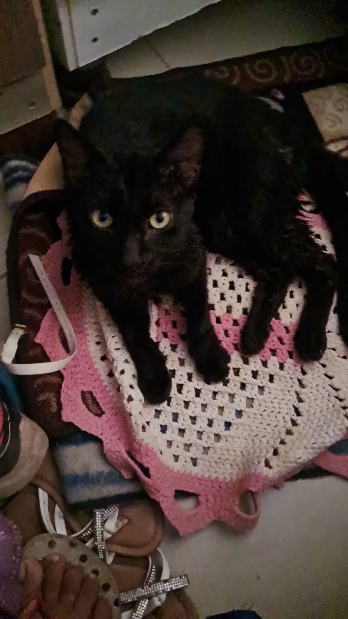 Gato raça SRD-ViraLata idade 3 anos nome xena