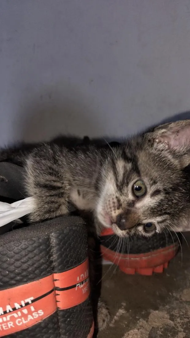 Gato raça SRD-ViraLata idade Abaixo de 2 meses nome olivia
