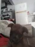Simba