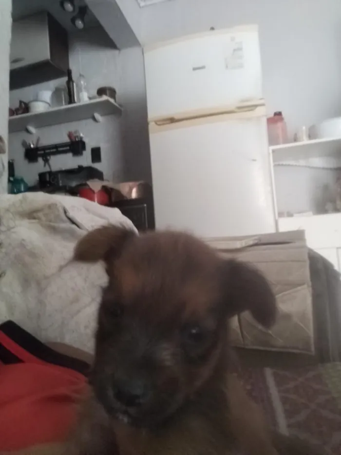 Cachorro raça SRD-ViraLata idade 2 a 6 meses nome Simba