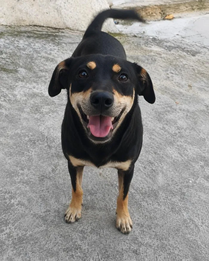 Cachorro raça SRD-ViraLata idade 1 ano nome Wolie