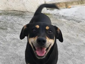 Cachorro raça SRD-ViraLata idade 1 ano nome Wolie