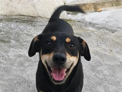 Cachorro raça SRD-ViraLata idade 1 ano nome Wolie