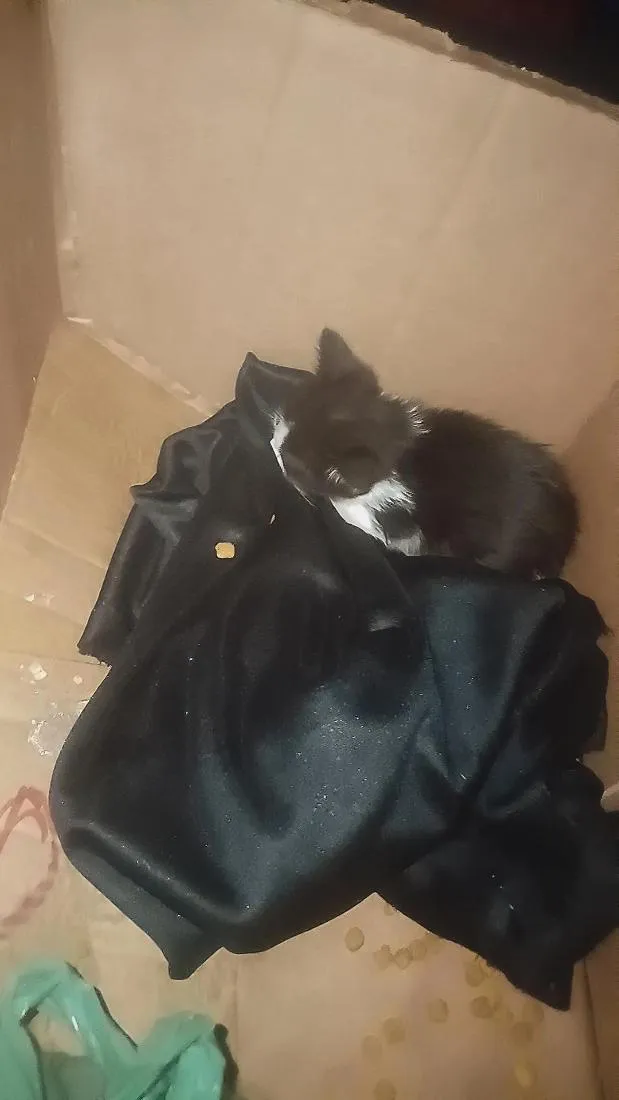 Gato raça SRD-ViraLata idade Abaixo de 2 meses nome Aldrich