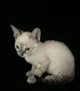 Marie
