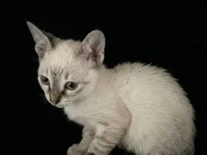 Gato raça SRD-ViraLata idade 2 a 6 meses nome Marie