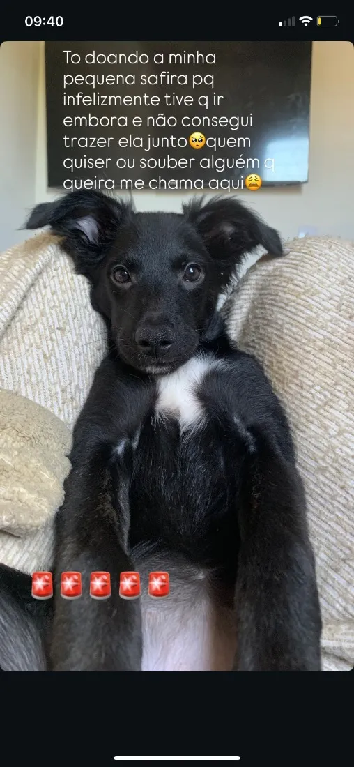 Cachorro raça SRD-ViraLata idade 2 a 6 meses nome Safira
