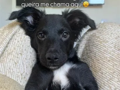 Cachorro raça SRD-ViraLata idade 2 a 6 meses nome Safira