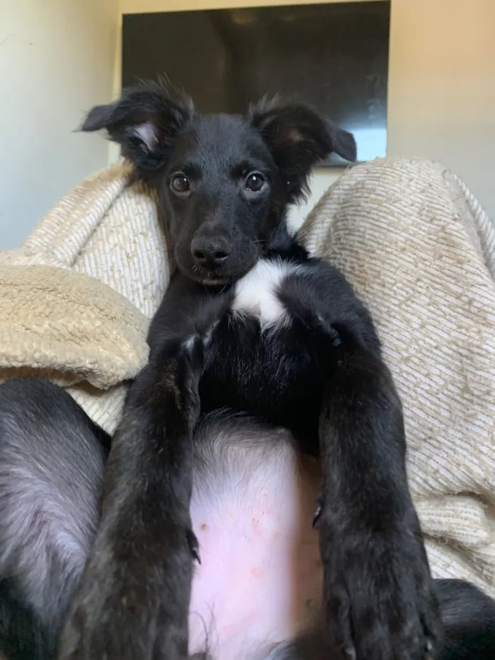 Cachorro raça SRD-ViraLata idade 2 a 6 meses nome Safira