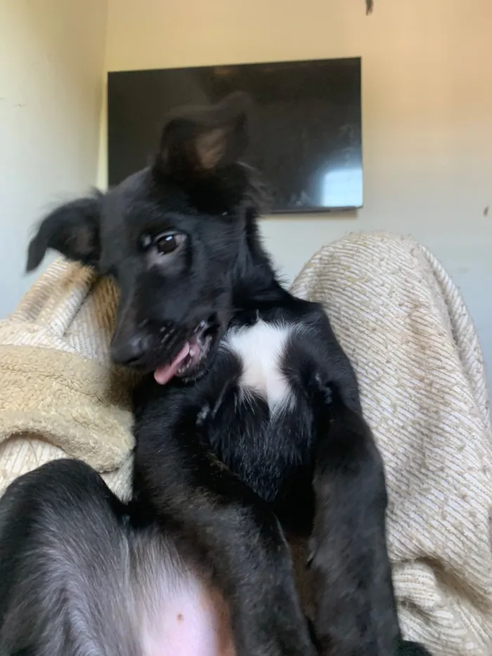 Cachorro raça SRD-ViraLata idade 2 a 6 meses nome Safira