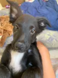 Safira
