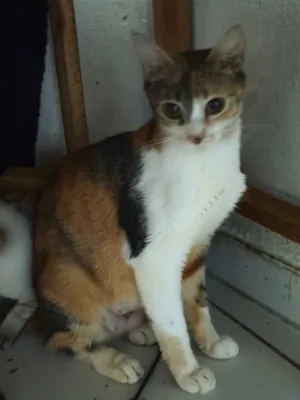 Gato raça SRD-ViraLata idade 1 ano nome Jasmim 
