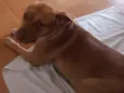 Akira