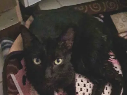 Gato raça SRD-ViraLata idade 3 anos nome xena