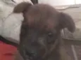 Simba