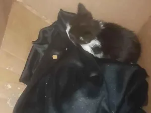 Gato raça SRD-ViraLata idade Abaixo de 2 meses nome Aldrich
