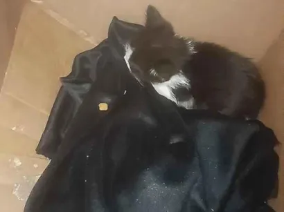 Gato raça SRD-ViraLata idade Abaixo de 2 meses nome Aldrich
