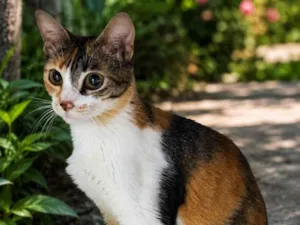 Gato raça SRD-ViraLata idade 1 ano nome Jasmim 