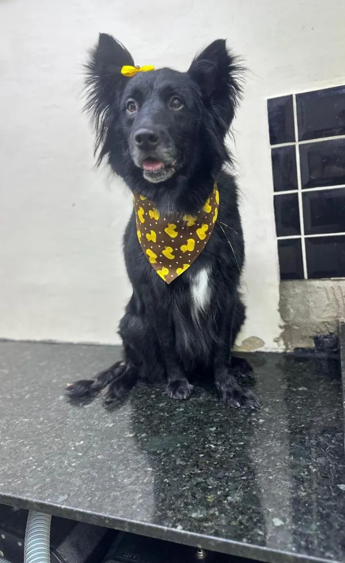 Cachorro raça SRD-ViraLata idade 6 ou mais anos nome Preta