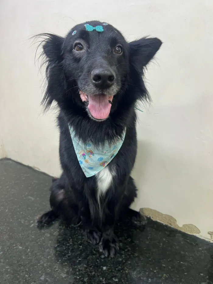 Cachorro raça SRD-ViraLata idade 6 ou mais anos nome Preta