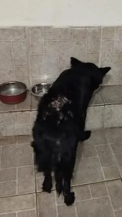 Cachorro raça SRD-ViraLata idade 6 ou mais anos nome Preta