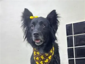 Cachorro raça SRD-ViraLata idade 6 ou mais anos nome Preta