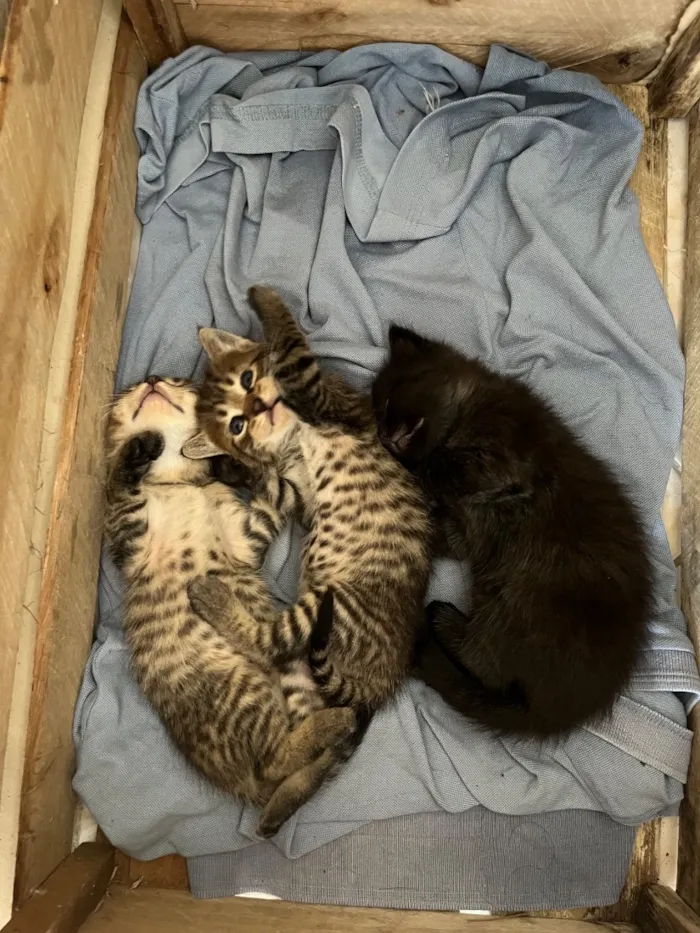 Gato raça SRD-ViraLata idade Abaixo de 2 meses nome Qual nome voce daria?
