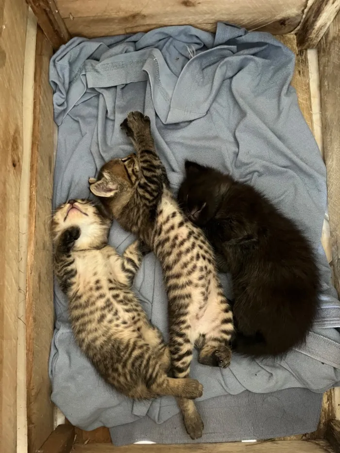 Gato raça SRD-ViraLata idade Abaixo de 2 meses nome Qual nome voce daria?