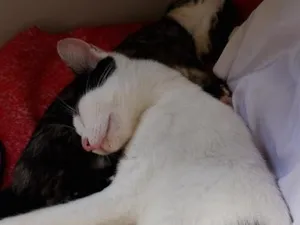 Gato raça SRD-ViraLata idade 2 anos nome Amy Lee 