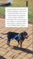 Junior