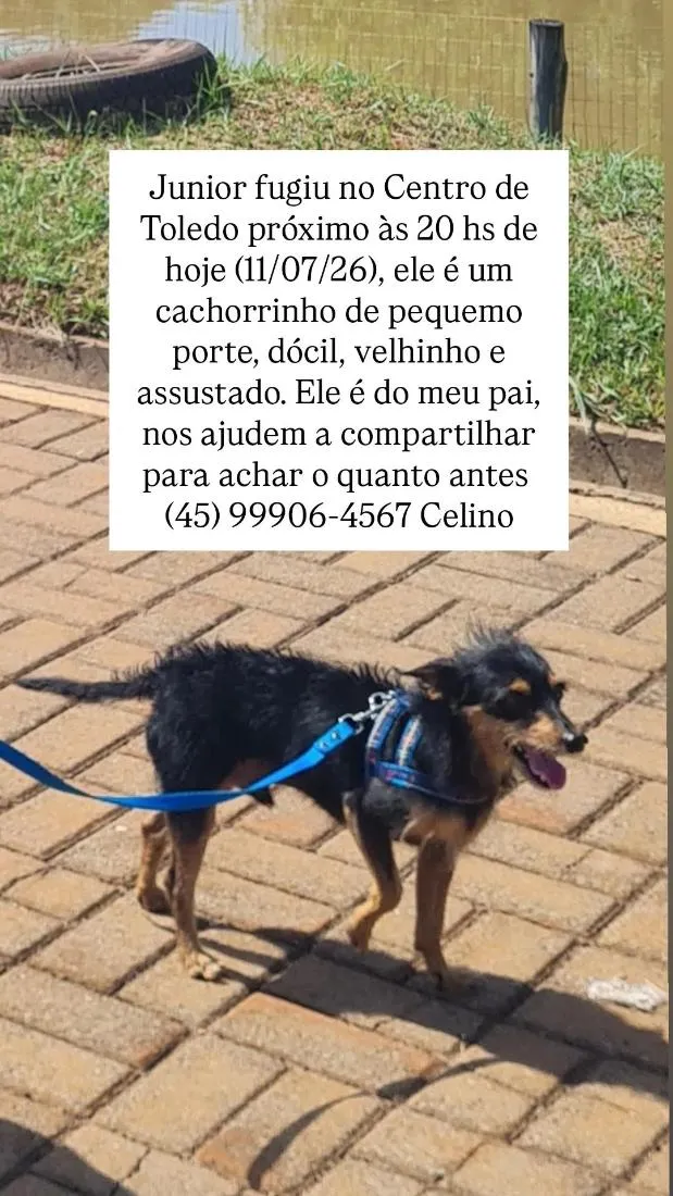 Cachorro raça SRD-ViraLata idade 6 ou mais anos nome Junior