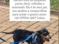 Junior