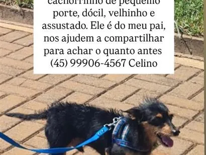 Cachorro raça SRD-ViraLata idade 6 ou mais anos nome Junior