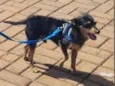 Junior