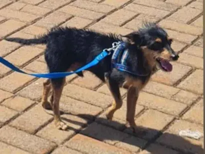 Cachorro raça SRD-ViraLata idade 6 ou mais anos nome Junior