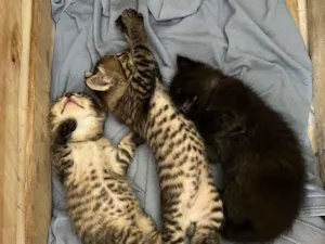 Gato raça SRD-ViraLata idade Abaixo de 2 meses nome Qual nome voce daria?