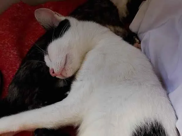 Gato raça SRD-ViraLata idade 2 anos nome Amy Lee 