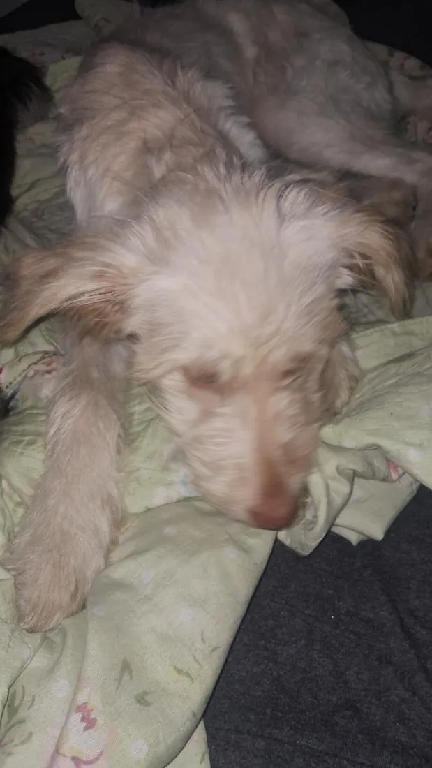 Cachorro raça SRD-ViraLata idade 2 a 6 meses nome Beth e Mabel