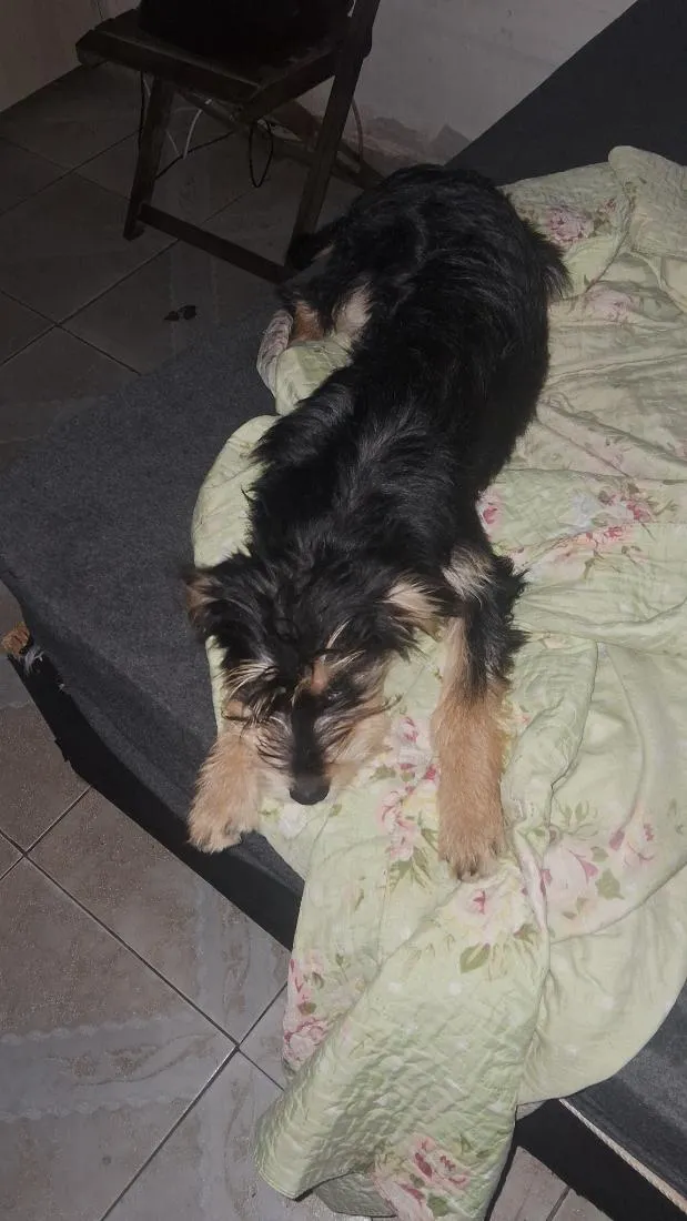 Cachorro raça SRD-ViraLata idade 2 a 6 meses nome Beth e Mabel
