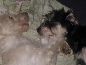 Cachorro raça SRD-ViraLata idade 2 a 6 meses nome Beth e Mabel