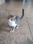 gatinho 