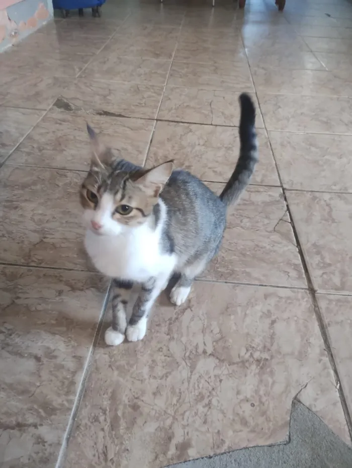 Gato raça SRD-ViraLata idade Abaixo de 2 meses nome gatinho 