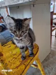 gatinho 