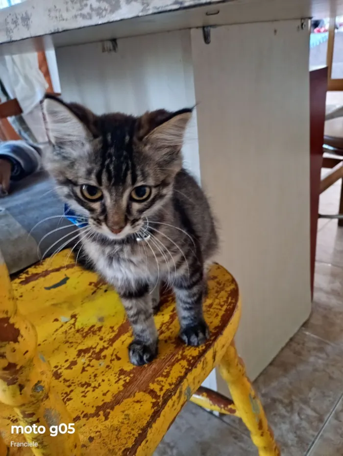 Gato raça SRD-ViraLata idade Abaixo de 2 meses nome gatinho 