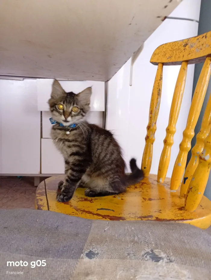 Gato raça SRD-ViraLata idade Abaixo de 2 meses nome gatinho 