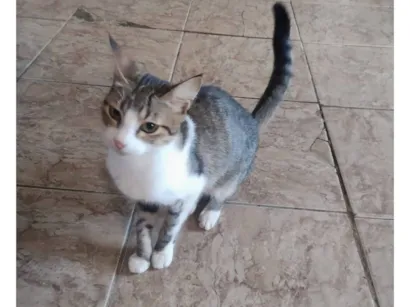 Gato raça SRD-ViraLata idade Abaixo de 2 meses nome gatinho 