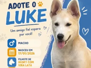 Cachorro raça SRD-ViraLata idade 2 a 6 meses nome Luke