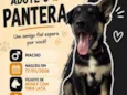 Pantera