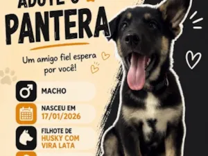 Cachorro raça SRD-ViraLata idade 2 a 6 meses nome Pantera
